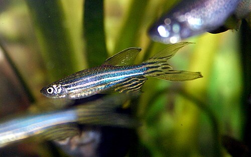 A zebra danio showing its horizontal blue-and-silver stripes