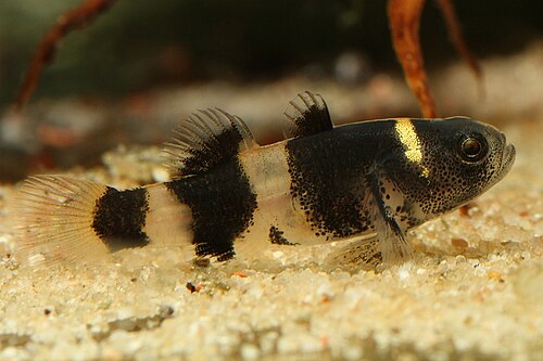 A photo of a Bumblebee Goby