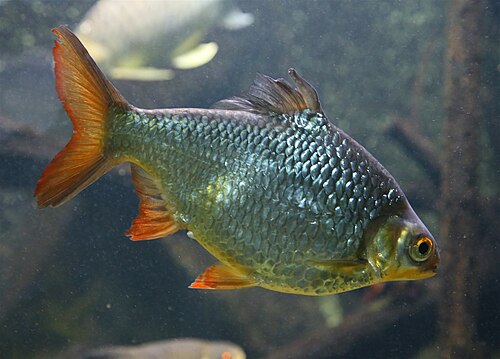 A silver tinfoil barb with reddish fins