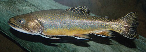 A photo of a Brook Trout