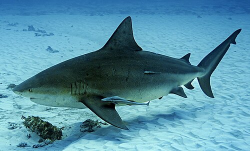 A photo of a Bull Shark