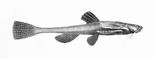 A photo of a Banjo Catfish