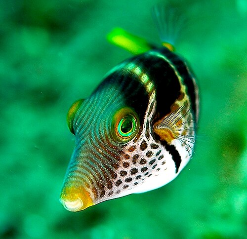 A photo of a Valentini Puffer
