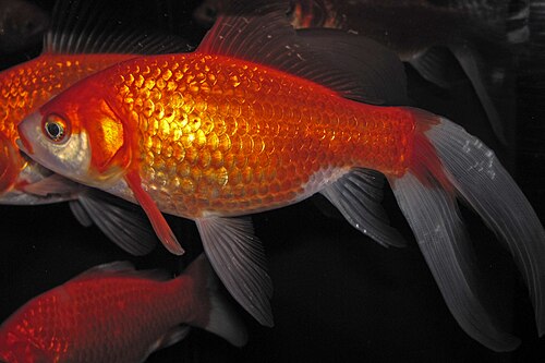 A classic orange goldfish with flowing fins