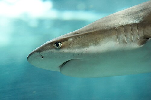 A photo of a Blacktip Reef Shark