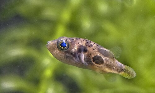 A photo of a Pea Puffer