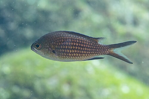 A photo of a Damselfish