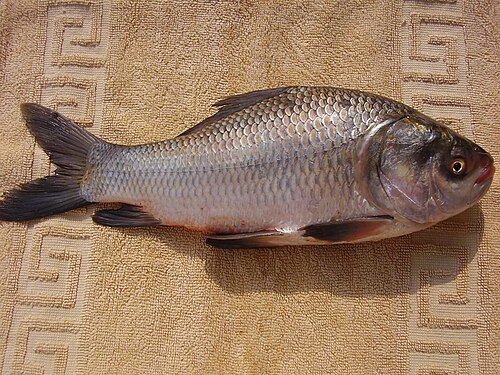 A photo of a Catla