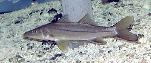 A photo of a Common Snook