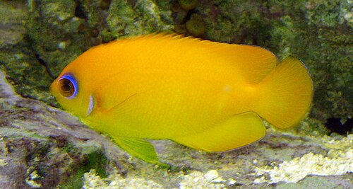 A photo of a Lemonpeel Angelfish