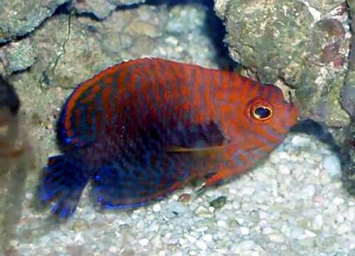 A photo of a Potter's Angelfish
