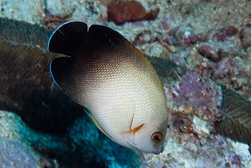 A photo of a Pearlscale Angelfish