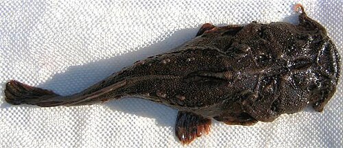 A photo of a Angler Catfish