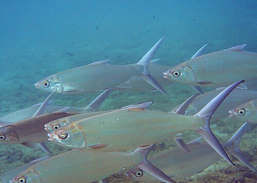 A photo of a Milkfish
