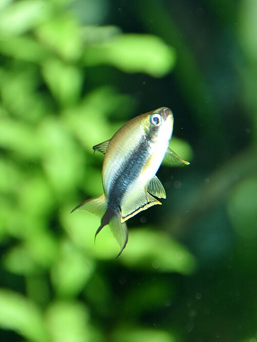 A photo of a Emperor Tetra