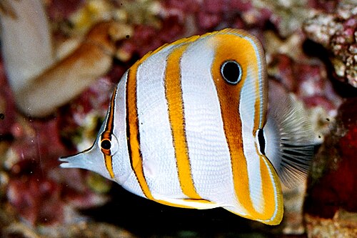 A copperband butterflyfish with orange vertical bands