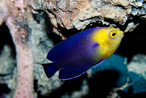 A photo of a Cherub Angelfish