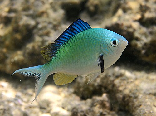 A green chromis damselfish