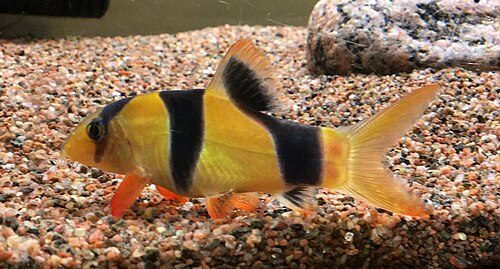 A photo of a Clown Loach