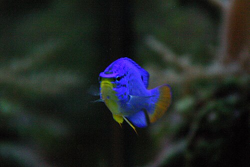 A photo of a Blue Devil Damsel