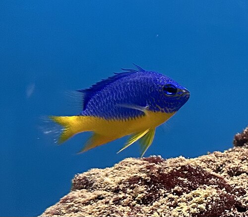 A photo of a Azure Damsel