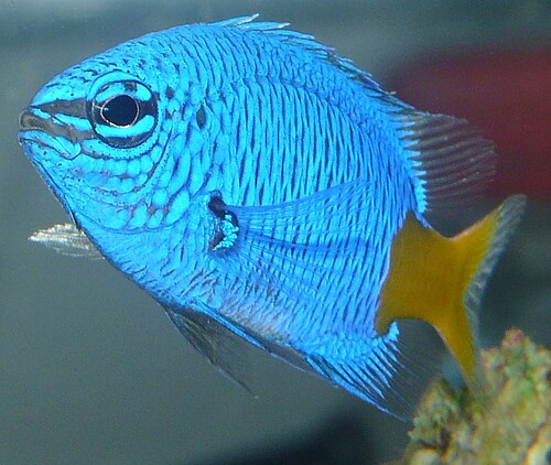 A photo of a Yellowtail Damsel
