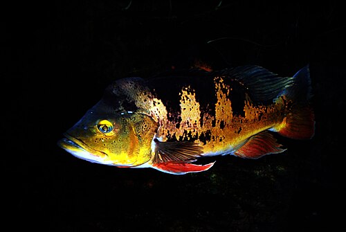 A photo of a Peacock Bass