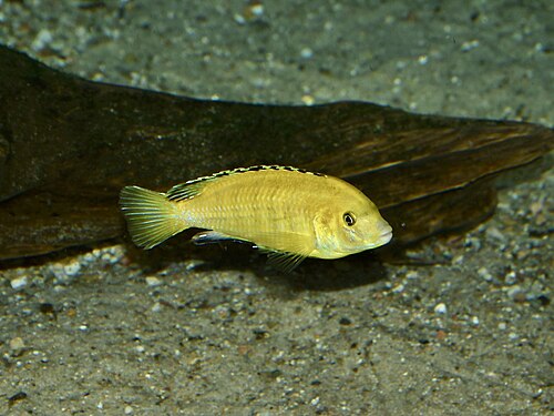 A bright yellow Labidochromis cichlid