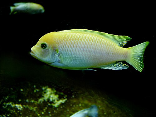 A photo of a Zebra Mbuna