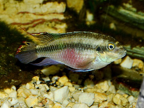 A photo of a Kribensis
