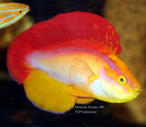 A photo of a Flame Wrasse