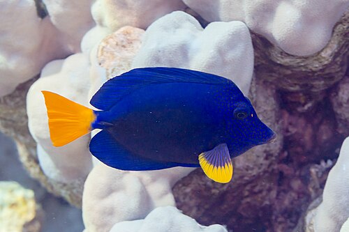 A photo of a Purple Tang