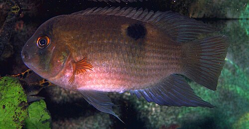 A photo of a Keyhole Cichlid