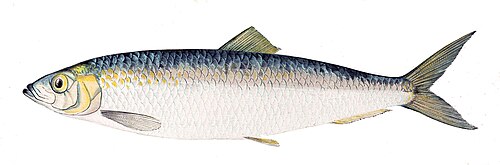 A photo of a Atlantic Herring