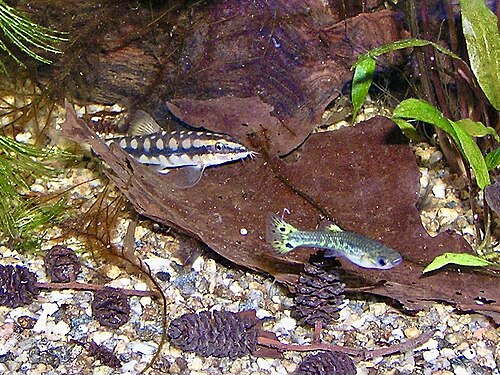 A photo of a Dwarf Chain Loach
