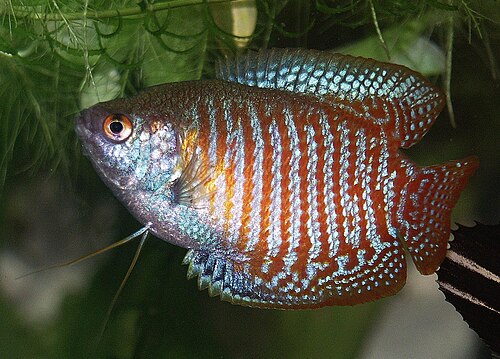 A colorful dwarf gourami with iridescent striped flanks