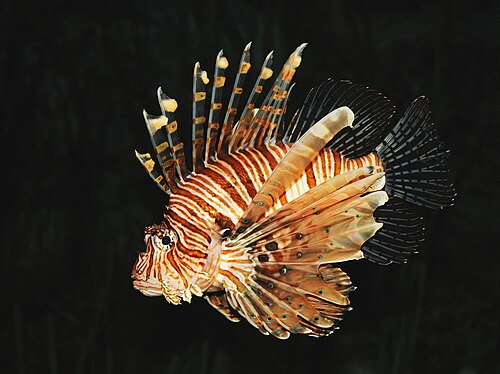 A photo of a Volitans Lionfish