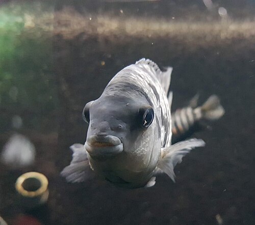 A convict cichlid with vertical dark barring