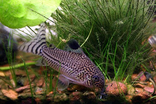 A photo of a Julii Cory