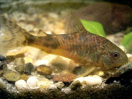 A photo of a Peppered Cory
