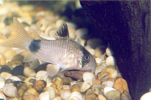 A photo of a Panda Cory