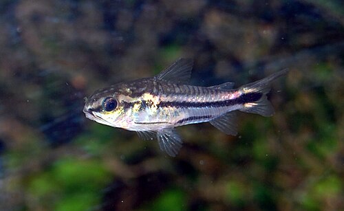 A photo of a Pygmy Cory