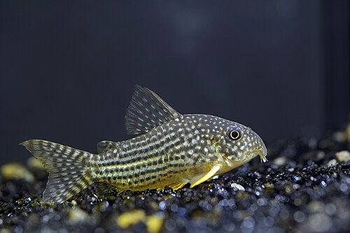 A photo of a Corydoras