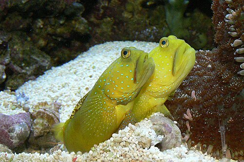 A photo of a Yellow Watchman Goby