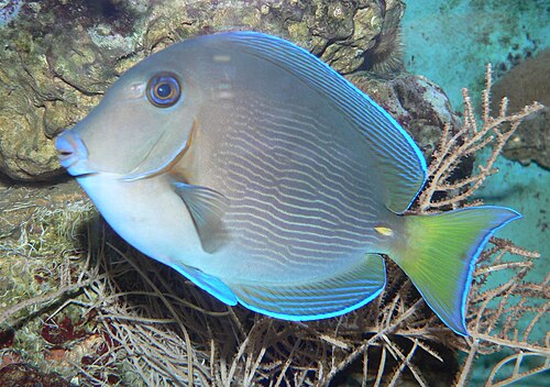 A photo of a Chevron Tang