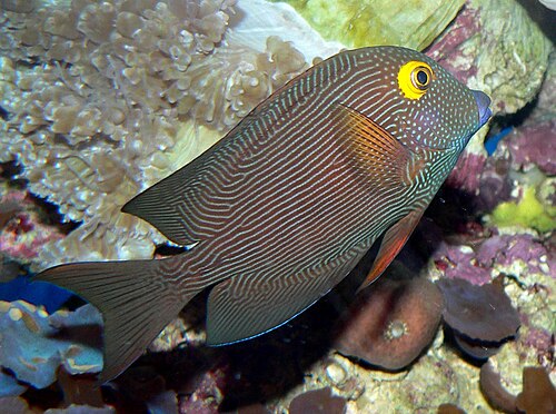 A photo of a Kole Tang