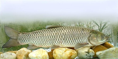 A photo of a Grass Carp