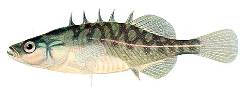 A photo of a Brook Stickleback