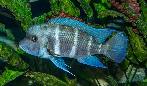 A photo of a Frontosa