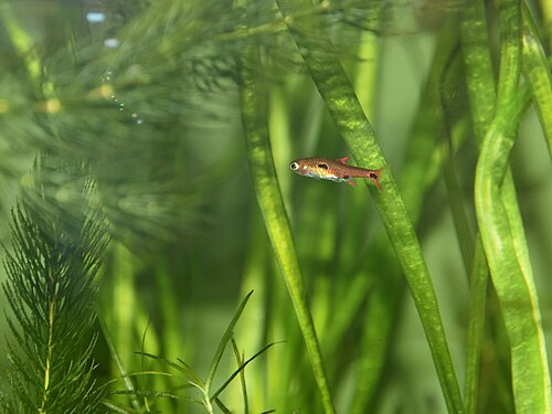 A photo of a Pygmy Rasbora